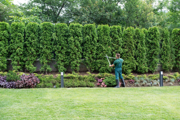 Best Hedge Trimming  in Lake Barrington, IL